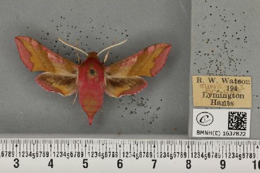 Deilephila porcellus (Linnaeus, 1758) - BMNHE_1637822_206842