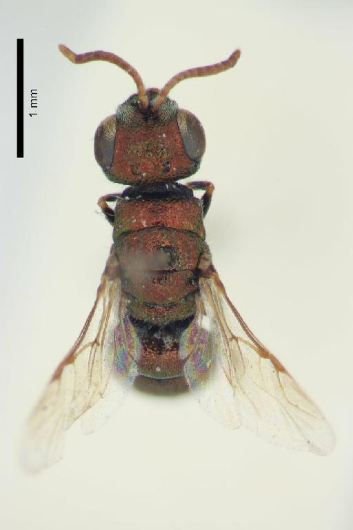 Chrysis tegularis Linsenmaier, 1999 - Chrysis_tegularis-BMNH(E)#970922_type-dorsal-3_2X