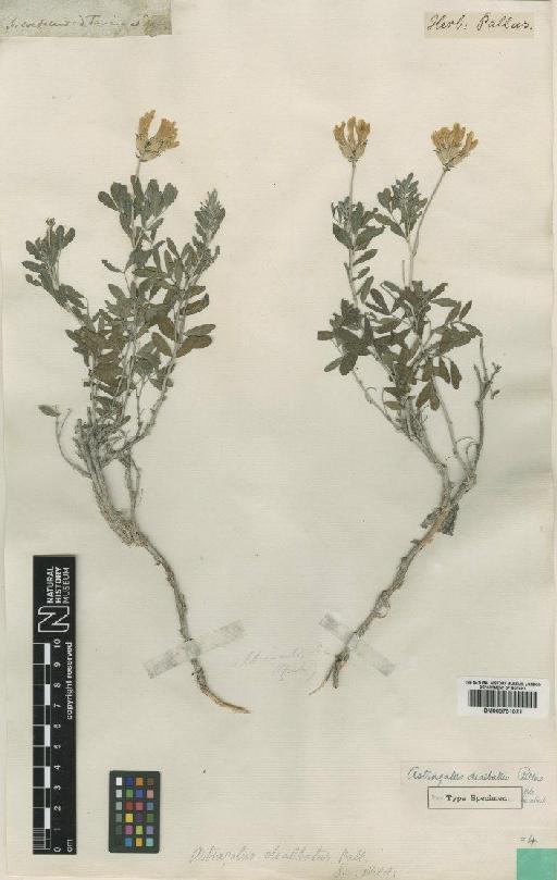 Astragalus albicaulis DC. - BM000751021