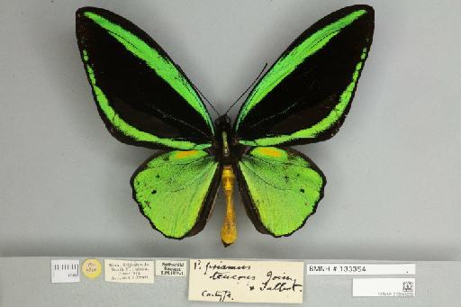 Ornithoptera priamus teucrus Joicey & Talbot, 1916 - 013603239__