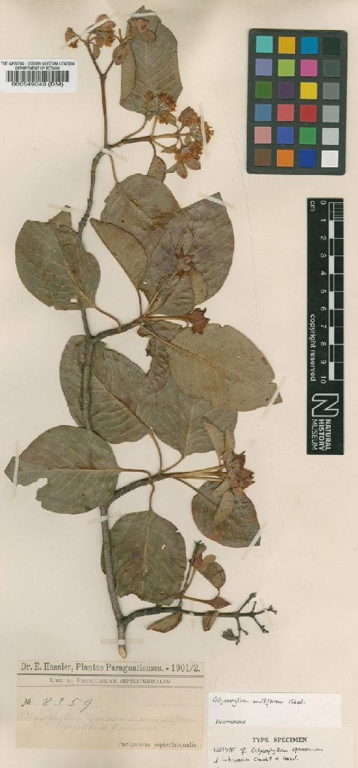Calycophyllum multiflorum Griseb. - BM000549048