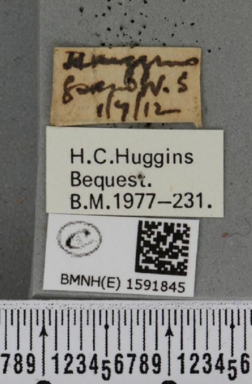 Idaea dimidiata (Hufnagel, 1767) - BMNHE_1591845_label_264245
