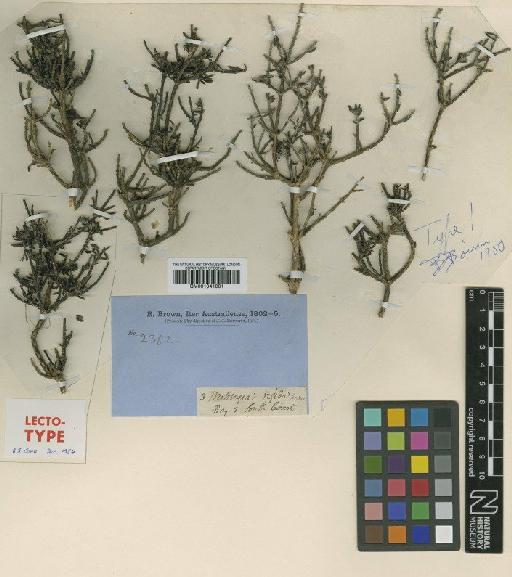 Westringia rigida R.Br. - BM001041001