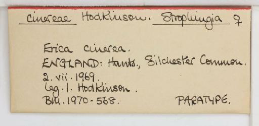 Strophingia cinerea Hodkinson, 1971 - 013471580_additional