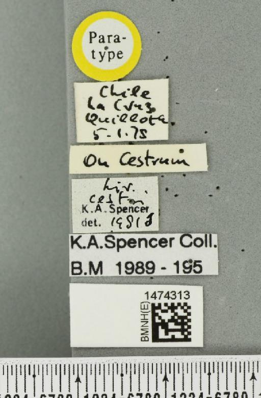 Liriomyza cestri Spencer, 1982 - BMNHE_1474313_label_49576