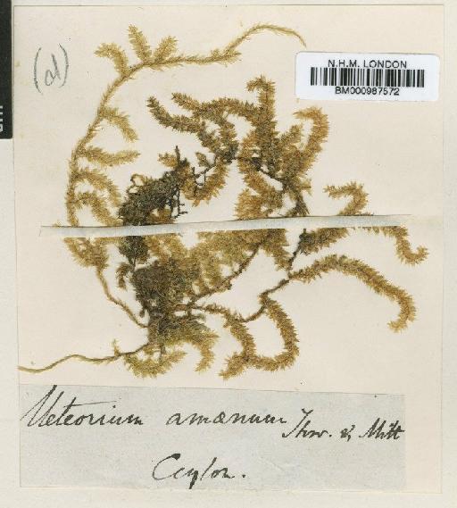 Neobarbella comes var. pilifera (Broth. & M.Yasuda) B.C.Tan, S.He & Isov. - BM000987572