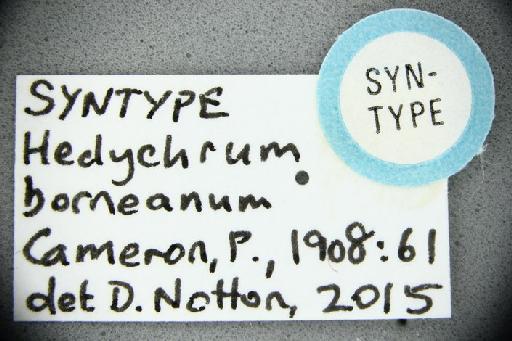 Leptopareia borneana (Cameron, P., 1908) - Hedychrum borneanum type BMNH(E)970536 label8