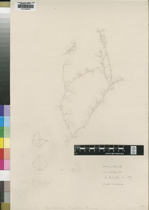 Crotalaria dinteri Schinz - BM000843240