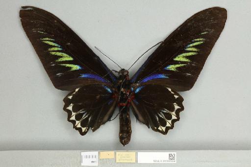 Trogonoptera brookiana albescens (Rothschild, 1895) - 013605664_additional