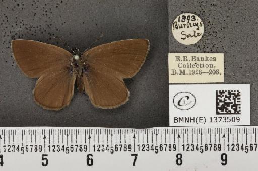 Cyaniris semiargus semiargus (Rottemburg, 1775) - BMNHE_1373509_167521