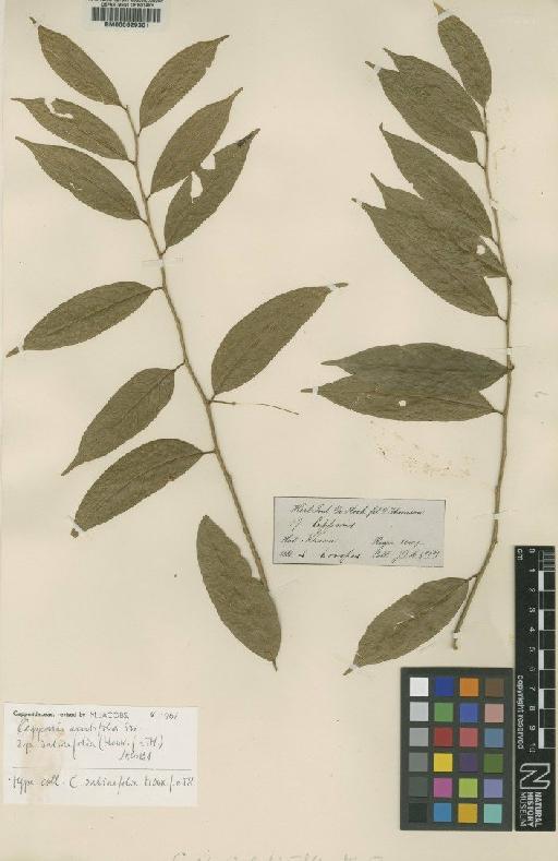 Capparis acutifolia subsp. sabiifolia (Hook.f. & Thomson) Jacobs - BM000629301