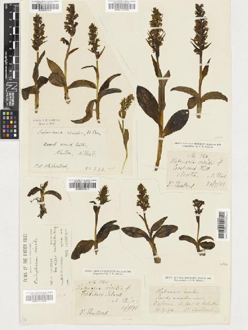 Coeloglossum viride (L.) Hartm. - BM001003311