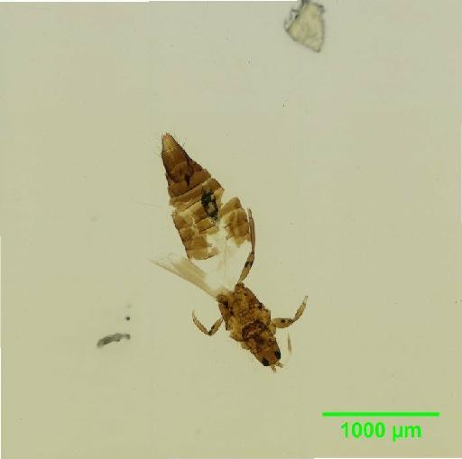 Aeolothrips melaleuca (Haliday, 1852) - 010146509__2015_12_14