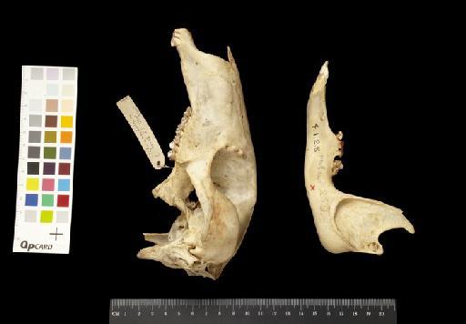 Macropus robustus rubens Schwarz, 1910 - 1904.1.2.8_Skull_Lateral