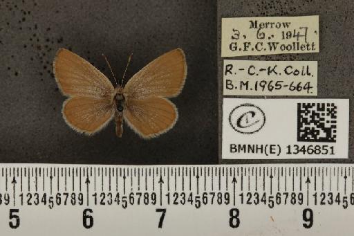 Cupido minimus ab. pallida Tutt, 1896 - BMNHE_1346851_150640