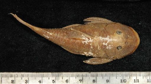 Chaetostomus brevis Regan, 1904 - 1898.11.4.33-6d; Chaetostomus brevis; dorsal view; ACSI Project image