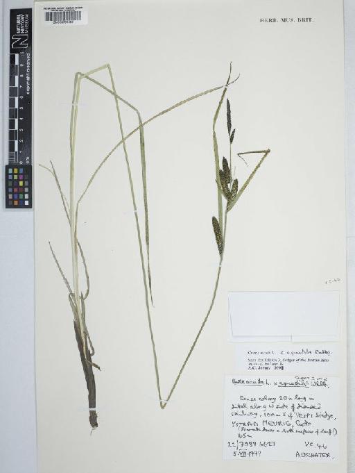 Carex acuta L. × C. aquatilis Wahlenb. - BM000791059 C