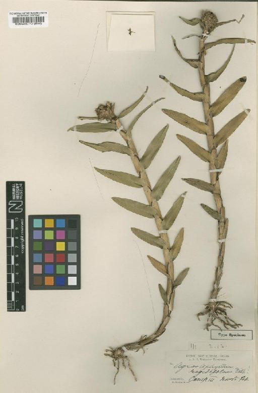 Agrostophyllum rigidifolium Ridl. - BM000508770