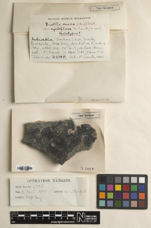 Buellia russa var. cycloplaca I.M.Lamb - BM001096328