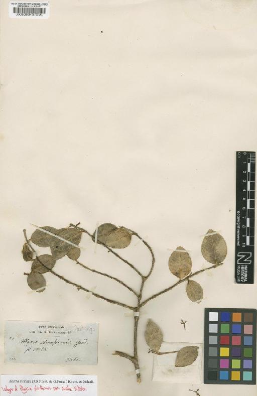 Alyxia stellata (J.R.Forst.) Roem. & Schult. - BM000508343