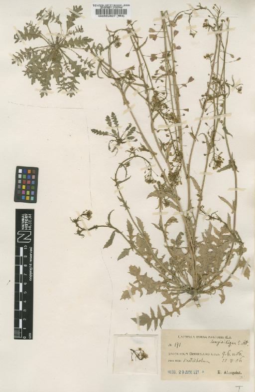 Capsella bursa-pastoris (L.) Medik. - BM000582827