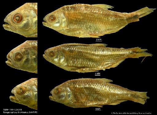 Tetragonopterus brevimanus Günther, 1864 - BMNH 1864.1.26.388 Tetragonopterus brevimanus, LECTOTYPE & PARALECTOTYPES