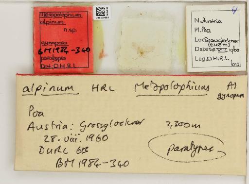 Metopolophium alpinum Hille Ris Lambers, 1966 - 015439885_112694_1094990_157851_Type