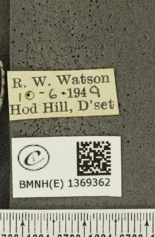 Lysandra bellargus ab. major Tutt, 1909 - BMNHE_1369362_label_183630