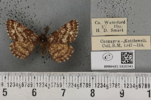 Ematurga atomaria (Linnaeus, 1758) - BMNHE_1920543_486419