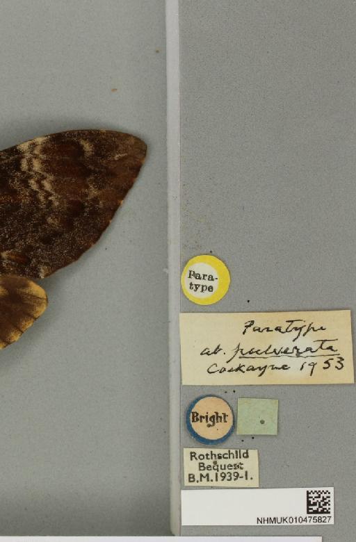 Acherontia atropos ab. pulverata Cockayne, 1953 - NHMUK_010475827_label_527295