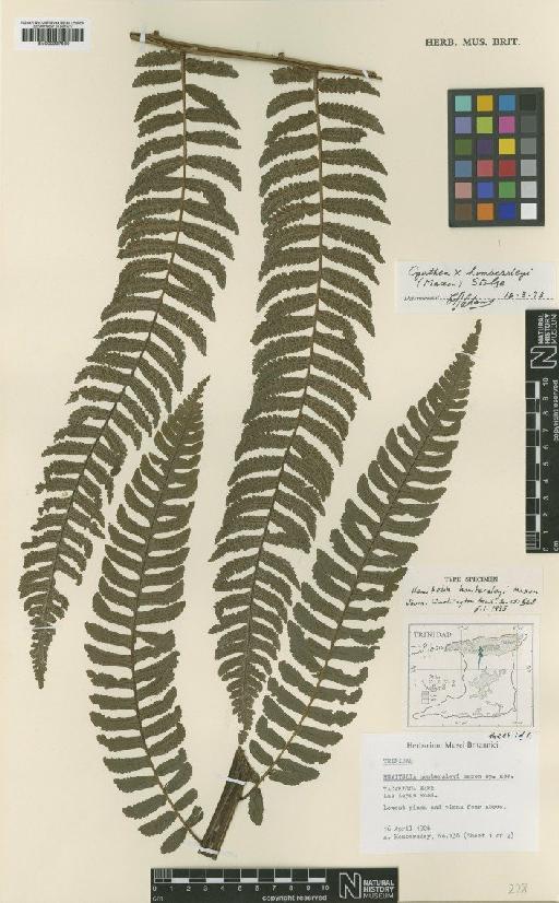 Hemitelia hombersleyi Maxon - BM000937580