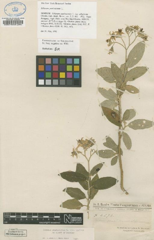 Solanum paniculatum L. - BM000074096