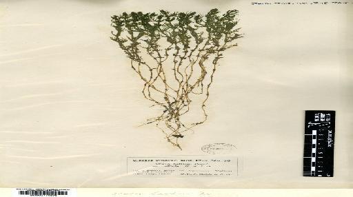 Chara baltica var. affinis H.Groves & J.Groves - BM000771970
