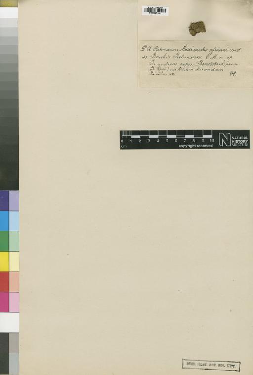 Pleuridium pappeanum (Müll.Hal.) A.Jaeger - BM000871991_a