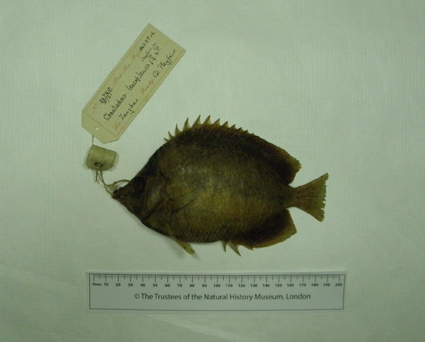 To NHMUK collection (Chaetodon leucopleura Playfair in Playfair & Günther, 1867; HOLOTYPE; NHMUK:ecatalogue:3100398)