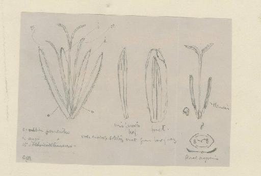 Mapania purpuriceps (C.B.Clarke) Raynal - BM000922693_a