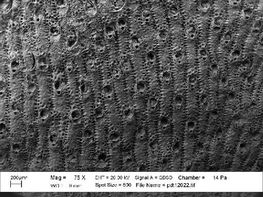 Smittinella zealandiae - PI D 32508 - Smittoidea zelandiae
