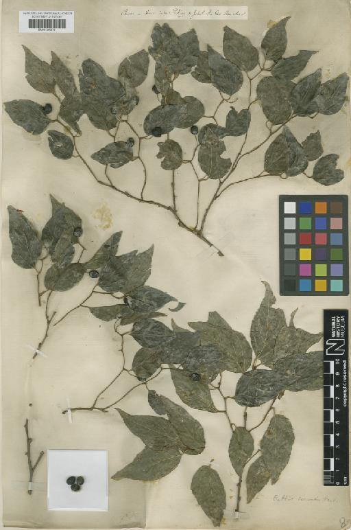 Celtis sinensis Pers. - BM001209576