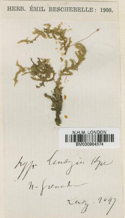 Rhaphidorrhynchium lindigii (Hampe) Broth. - BM000964374