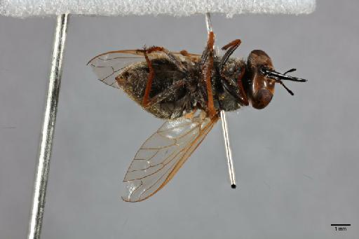 Hyperusia xantholeuca Bowden, 1975 - 014427855_ventral_habitus