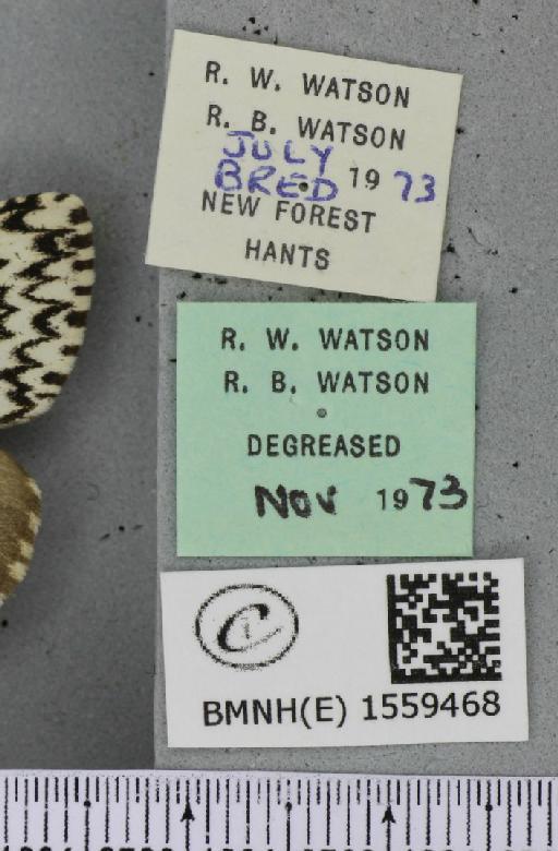 Lymantria monacha ab. mediofasciata Lempke, 1947 - BMNHE_1559468_label_252110