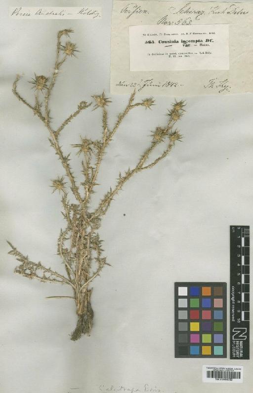 Cousinia calcitrapa Boiss. - BM000996062