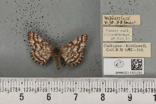 Ematurga atomaria ab. pseudoclathrata Heydemann, 1930 - BMNHE_1921261_486705