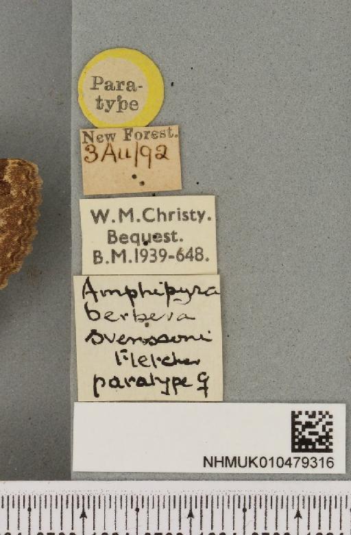 Amphipyra berbera svenssoni Fletcher, D.S., 1968 - NHMUK_010479316_label_571711