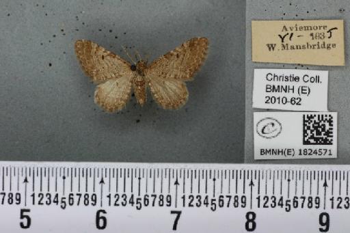 Eupithecia intricata intricata (Zetterstedt, 1839) - BMNHE_1824571_389114