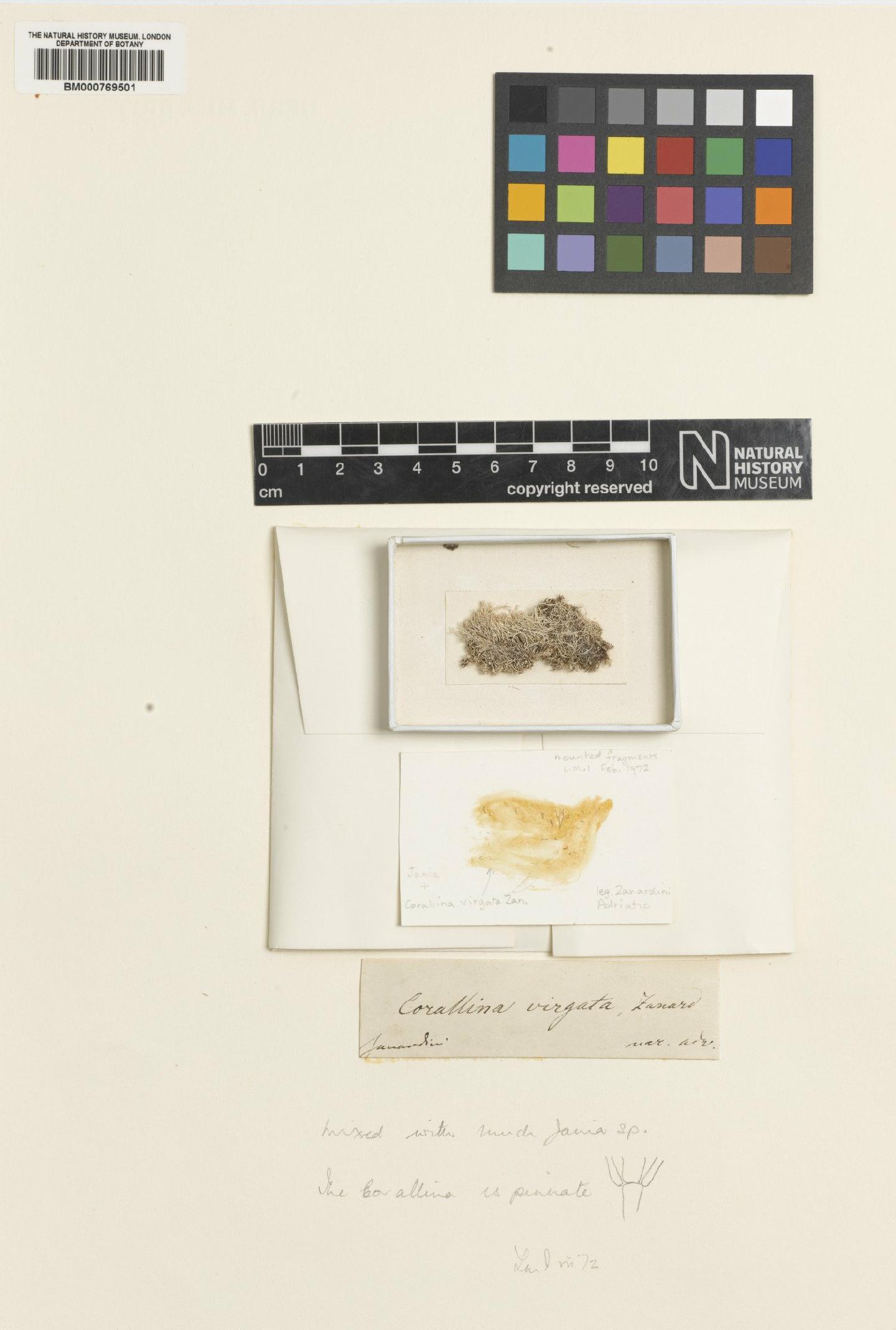 To NHMUK collection (Haliptilon virgatum (Zanardini) Garbary & H.W.Johans.; Isotype; NHMUK:ecatalogue:4524320)