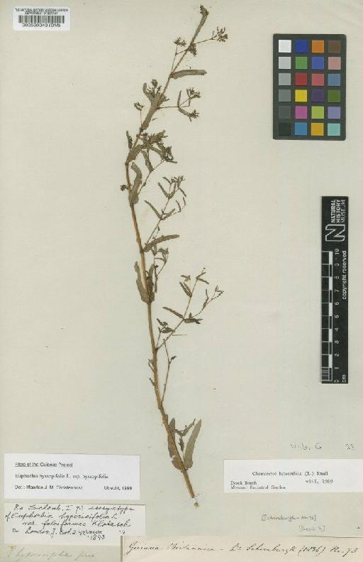 Euphorbia hyssopifolia subsp. hyssopifolia L. - BM000560048