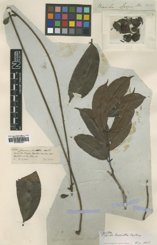 Eperua leucantha Benth. - BM000952281