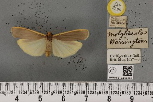 Eilema complana (Linnaeus, 1758) - BMNHE_1668103_289058