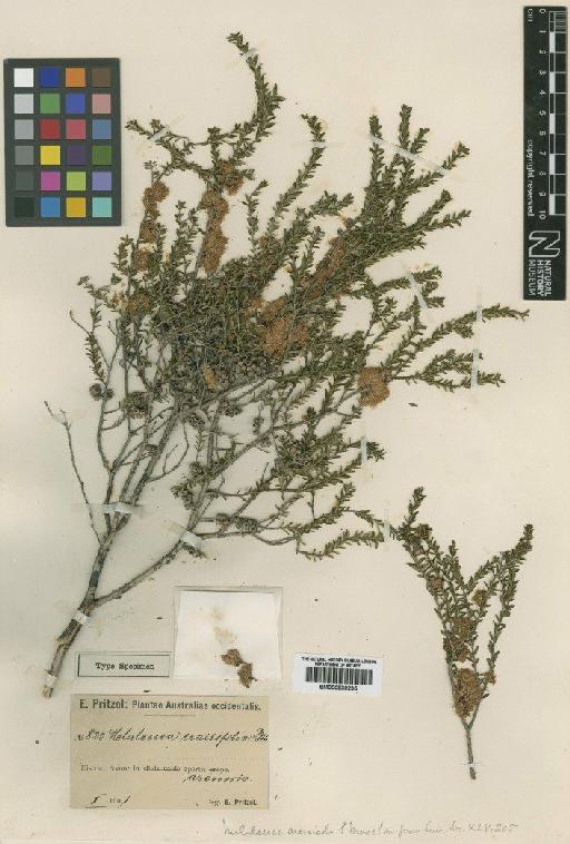 Melaleuca arenicola Moore - BM000839235
